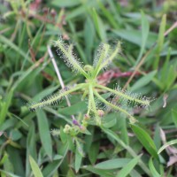 Drosera indica L.